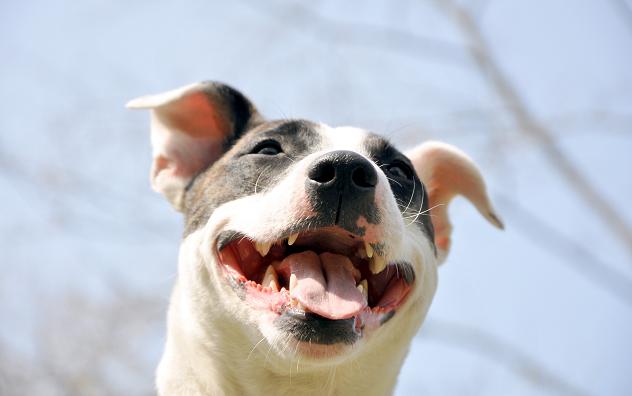 NOVA (Bullterier x Jack Russel X American Staffordshire Bullterrier)