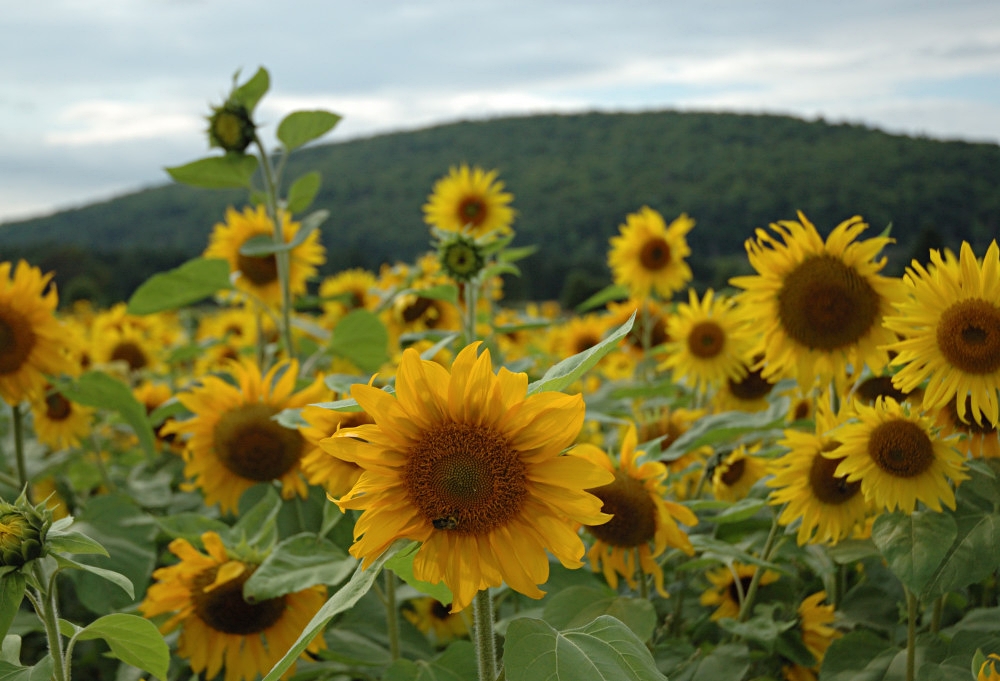 Nova Scotia 2008 - Sonnenblumen im Margaree Valley