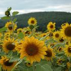 Nova Scotia 2008 - Sonnenblumen im Margaree Valley