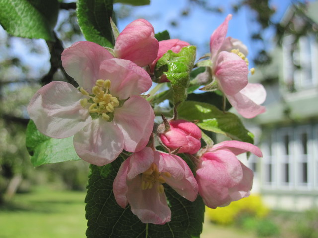 Nova Scotia Apple Blossom