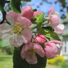 Nova Scotia Apple Blossom