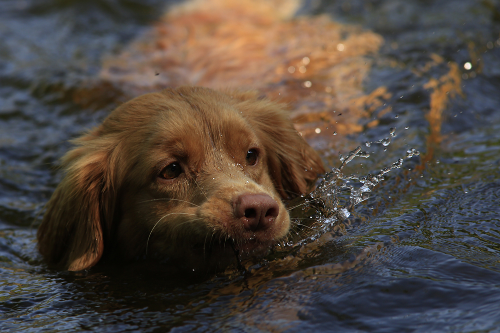 Nova Scotia Duck Tolling Retriever