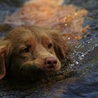 Nova Scotia Duck Tolling Retriever