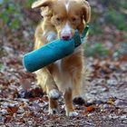 Nova-Scotia-Duck-Tolling-Retriever