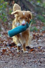 Nova-Scotia-Duck-Tolling-Retriever