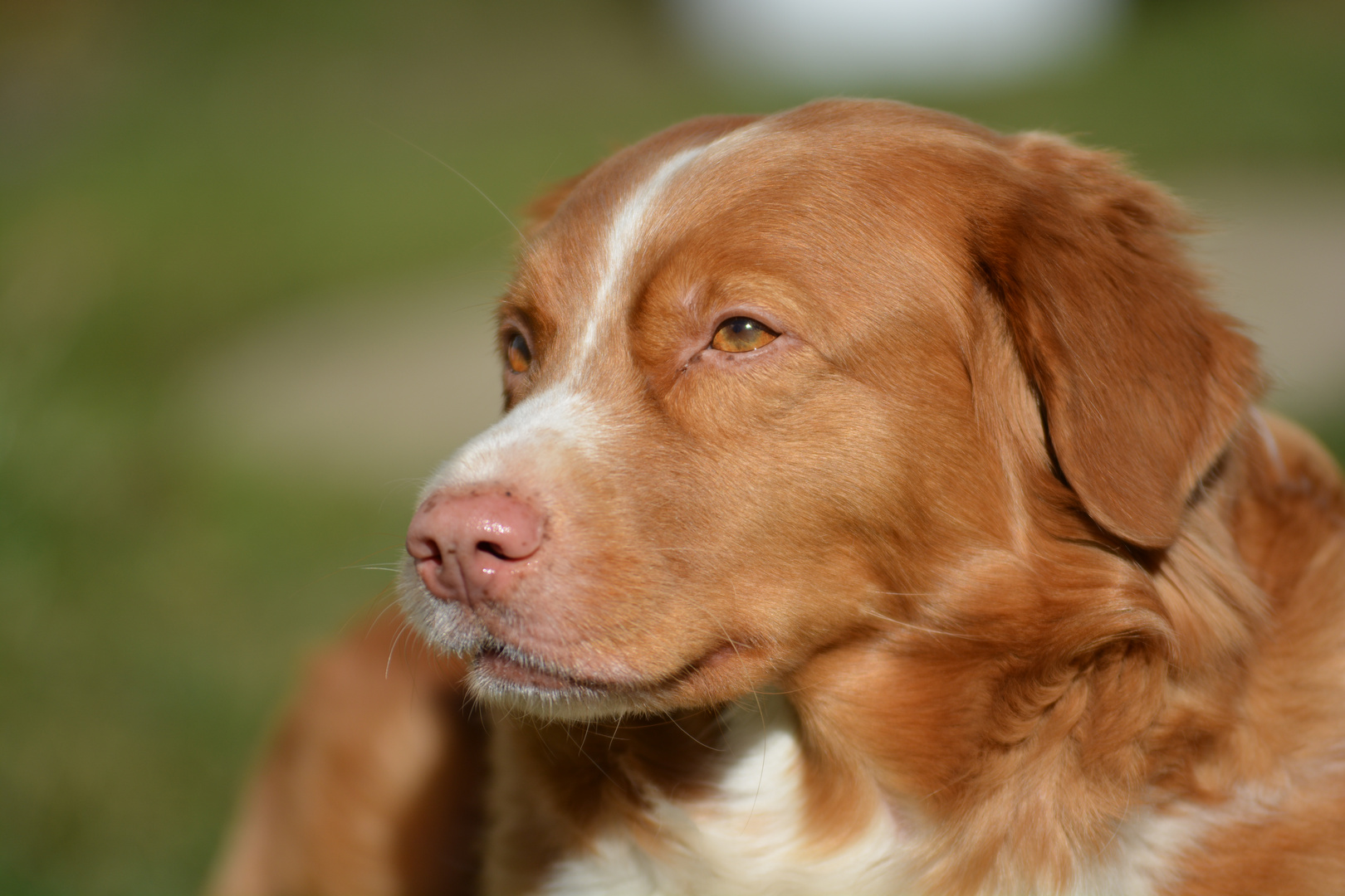 Nova Scotia Duck Tolling Retriever - Anira