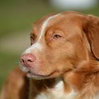 Nova Scotia Duck Tolling Retriever - Anira