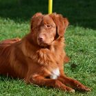 Nova Scotia Duck Tolling Retriever - Askani