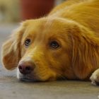 Nova Scotia Duck Tolling Retriever Jüngsten Klasse Rüden