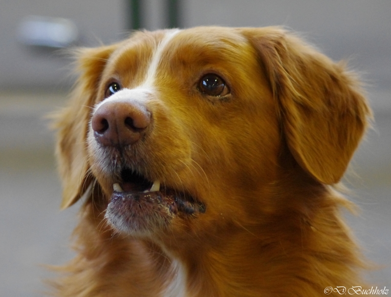 Nova Scotia Duck Tolling Retriever Veteranen Rüden