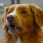 Nova Scotia Duck Tolling Retriever Veteranen Rüden