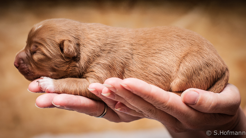 Nova Scotia Duck Tolling Retriever - Welpe