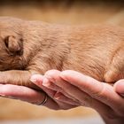 Nova Scotia Duck Tolling Retriever - Welpe