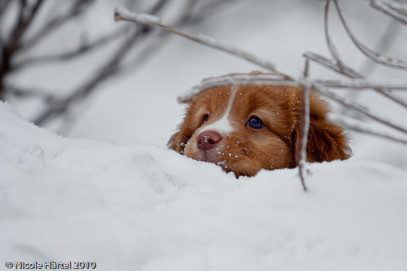 Nova Scotia Duck Tolling Retriever Welpe