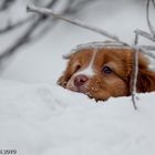 Nova Scotia Duck Tolling Retriever Welpe