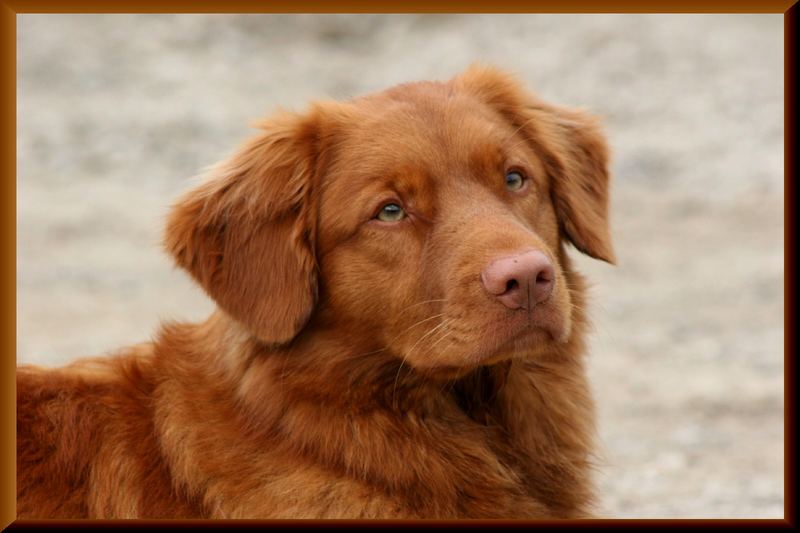 Nova Scotia (Toller)