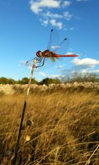 ~ Novalja Sundown ~ (Sympetrum fonscolombii, m)