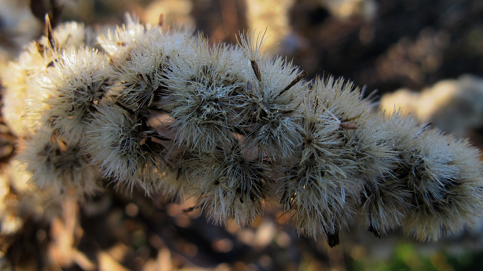 november 2012 blüten