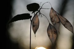 November