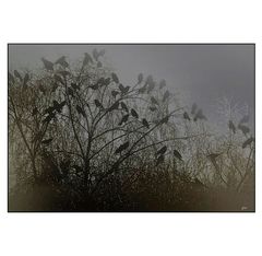 - november abend -