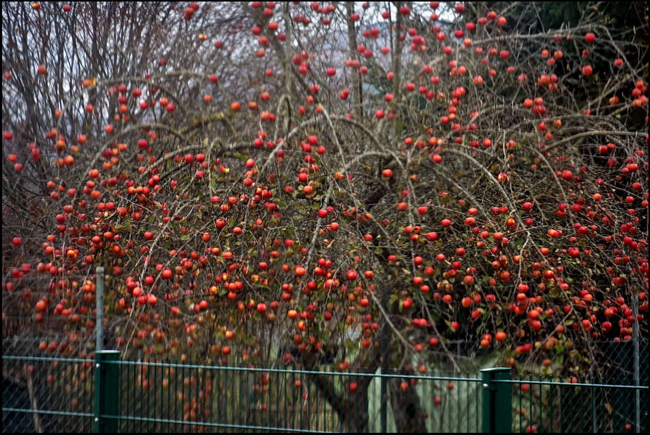 November-Äpfel