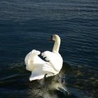 November am Bielersee