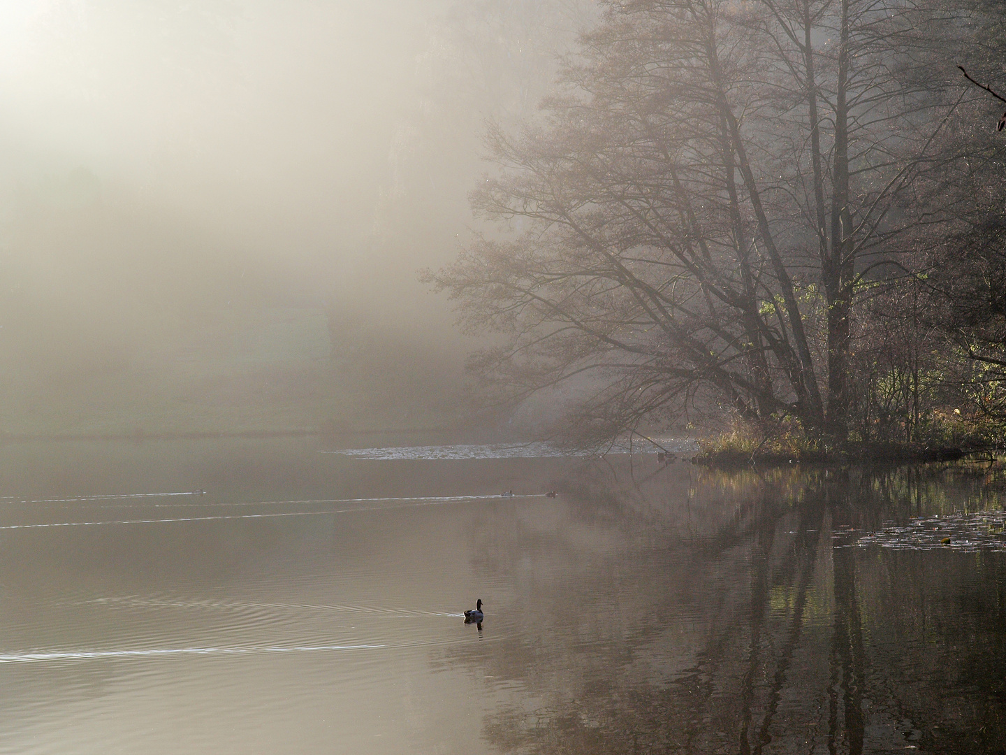 November am Lac - Bergpark Wilhelmshöhe