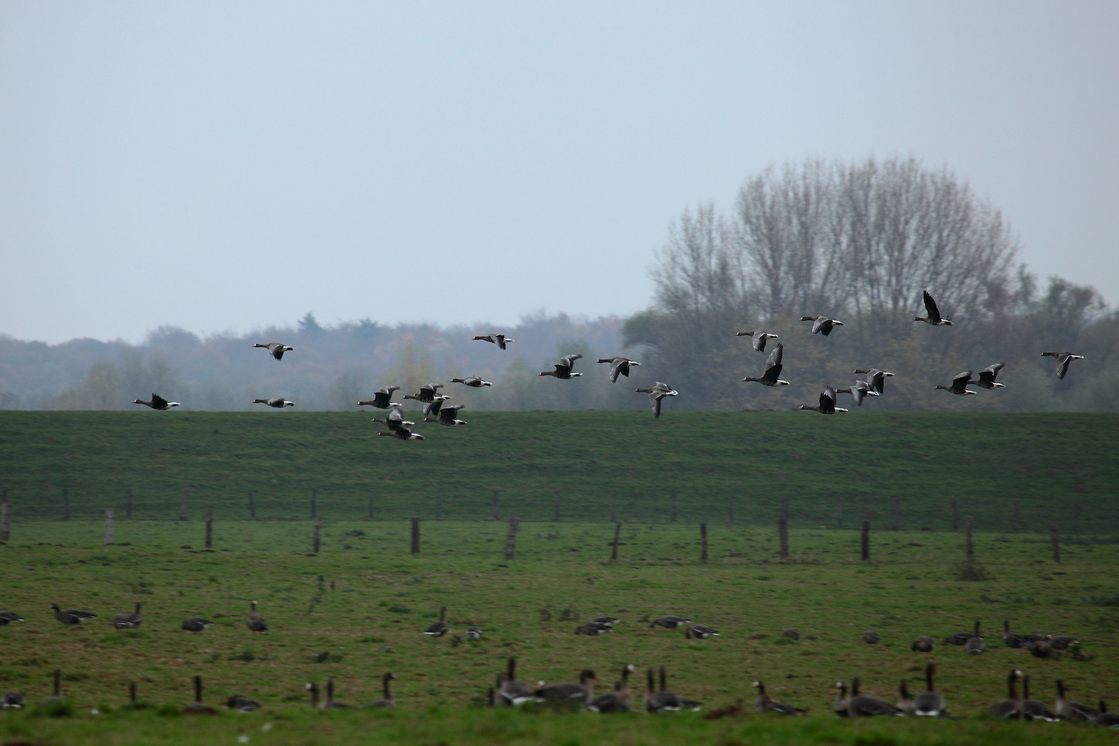 November am Niederrhein