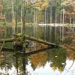 November am Schildkrötenteich