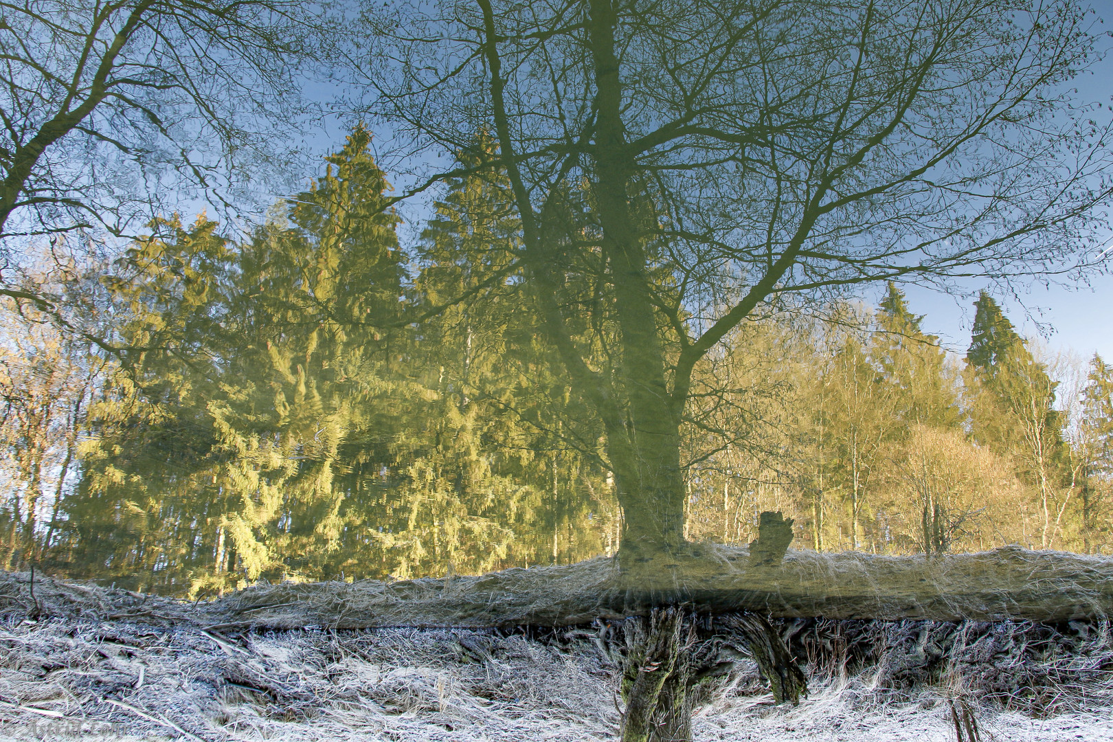 November am Teich