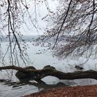 November am Thunersee 