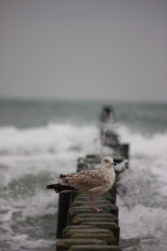 November an der Ostsee