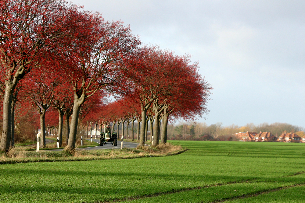 November auf Fehmarn.....