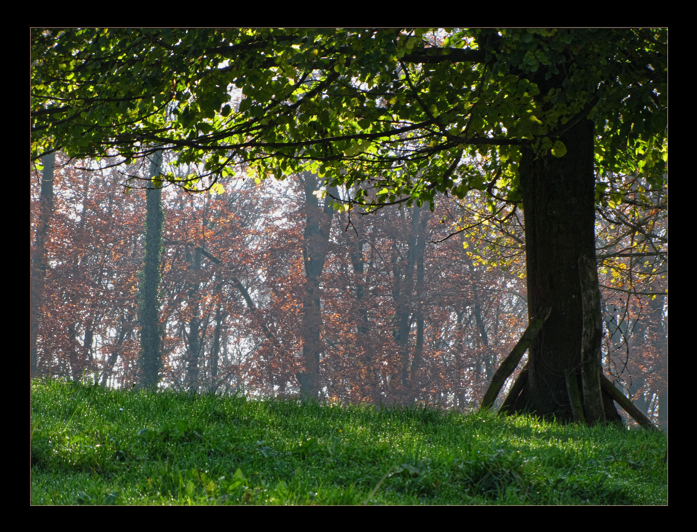 November-Bäume