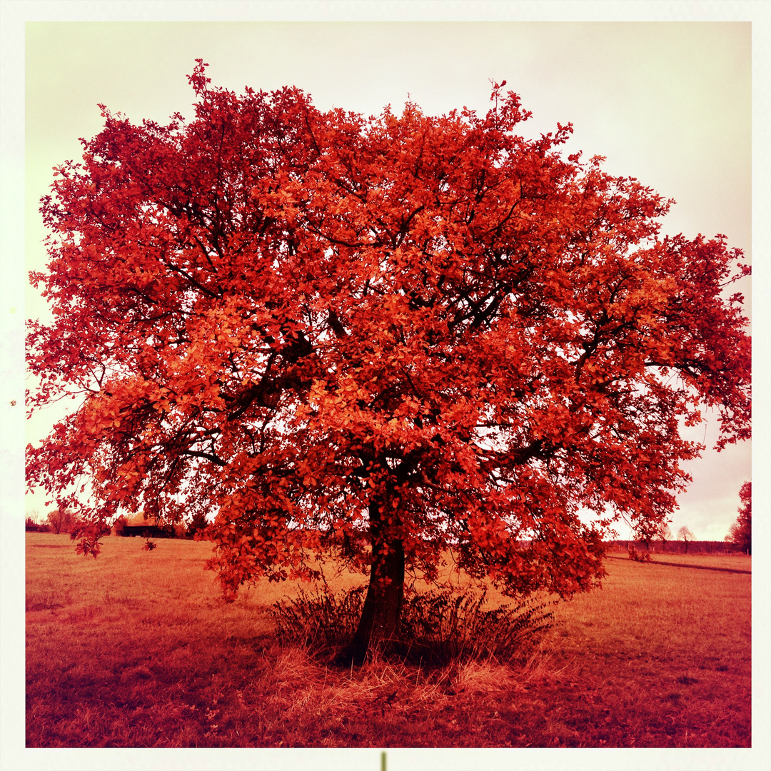 November-Baum