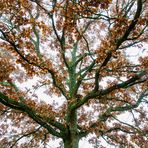 November Baum