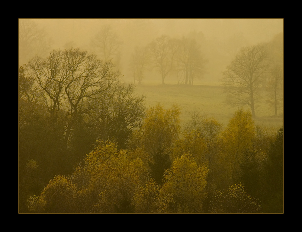 November-Betrübnis nistet in den Ästen... - (1. der Serie "November-Nebel")