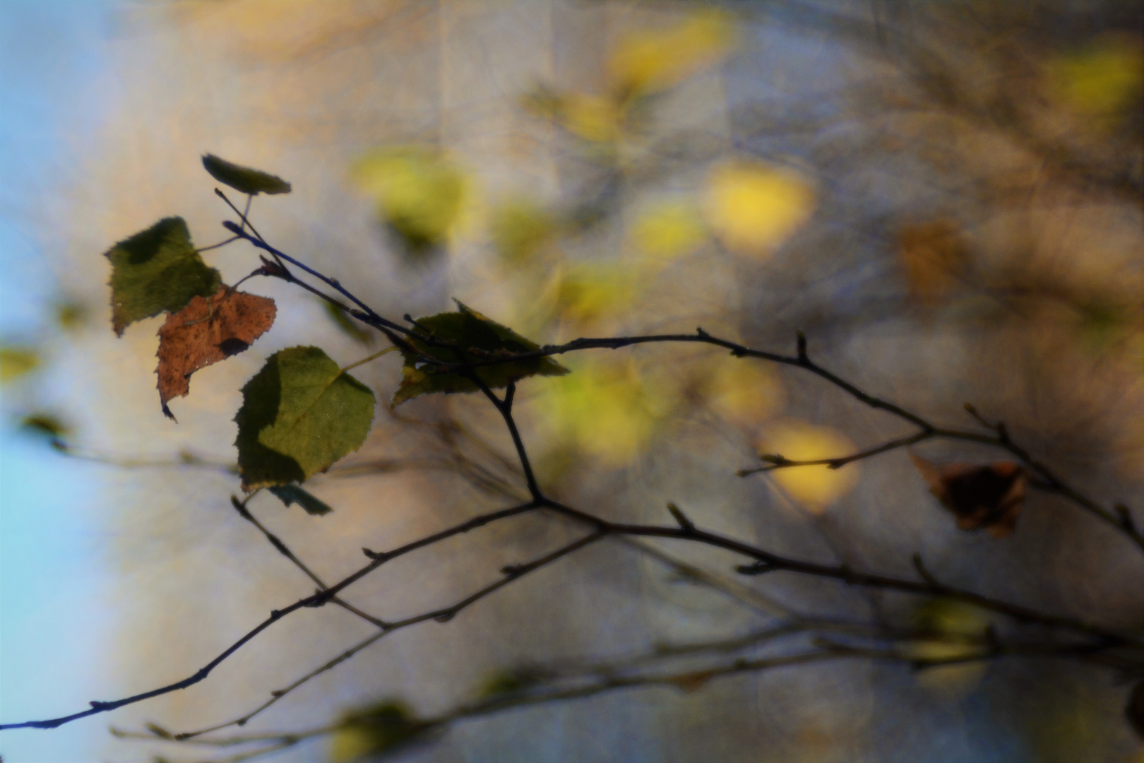 November-Birke