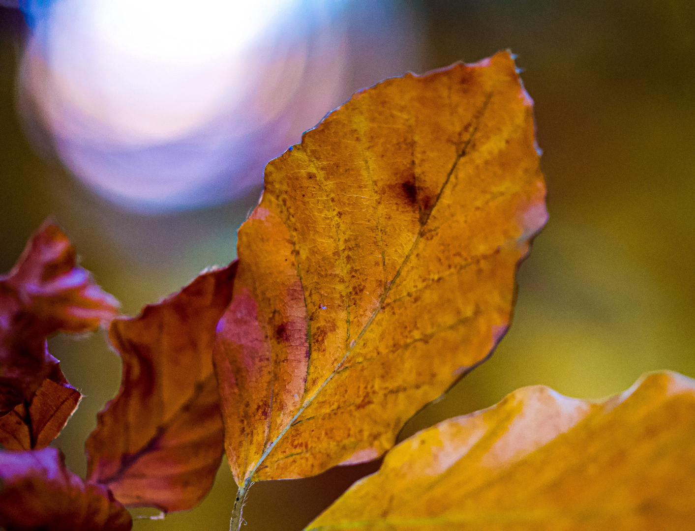 November Blätter in der Sonne