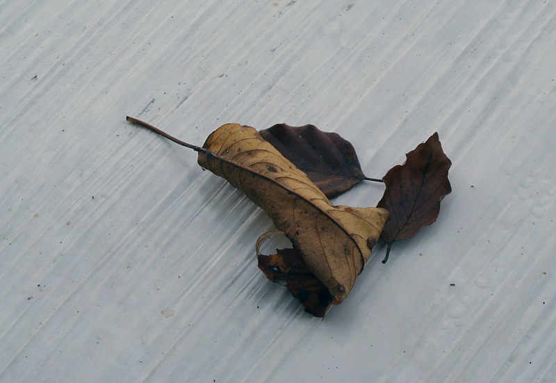 November-Blatt