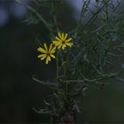 November-Blüher - wer kann diese Pflanze zuordnen?