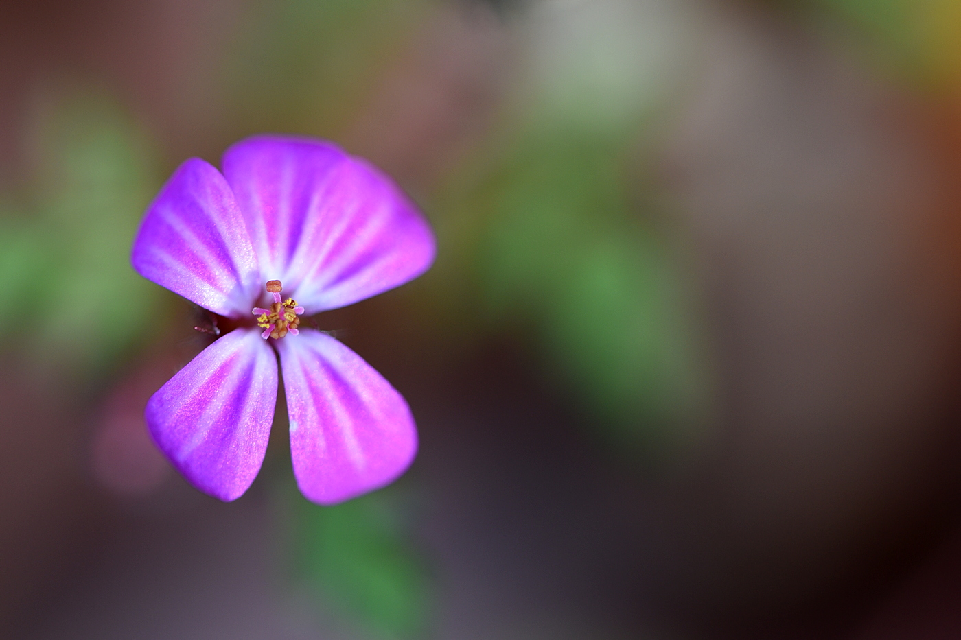 November Blümchen