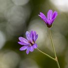 November-Blümchen