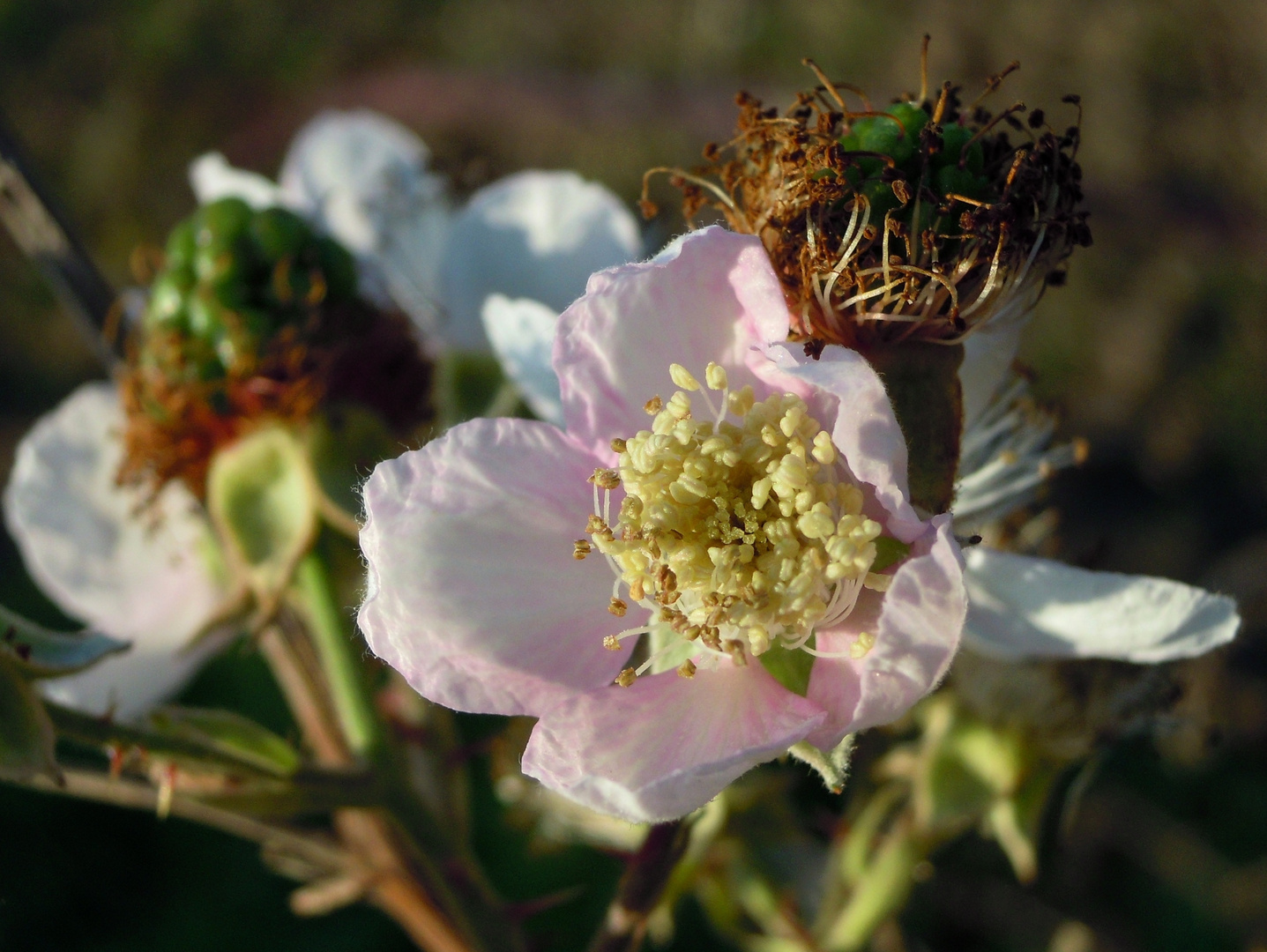 November Blümchen II