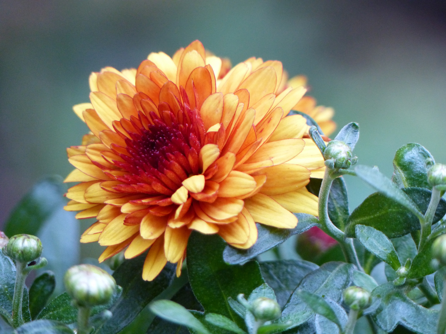 November Blüte Foto & Bild pflanzen, pilze & flechten, blüten
