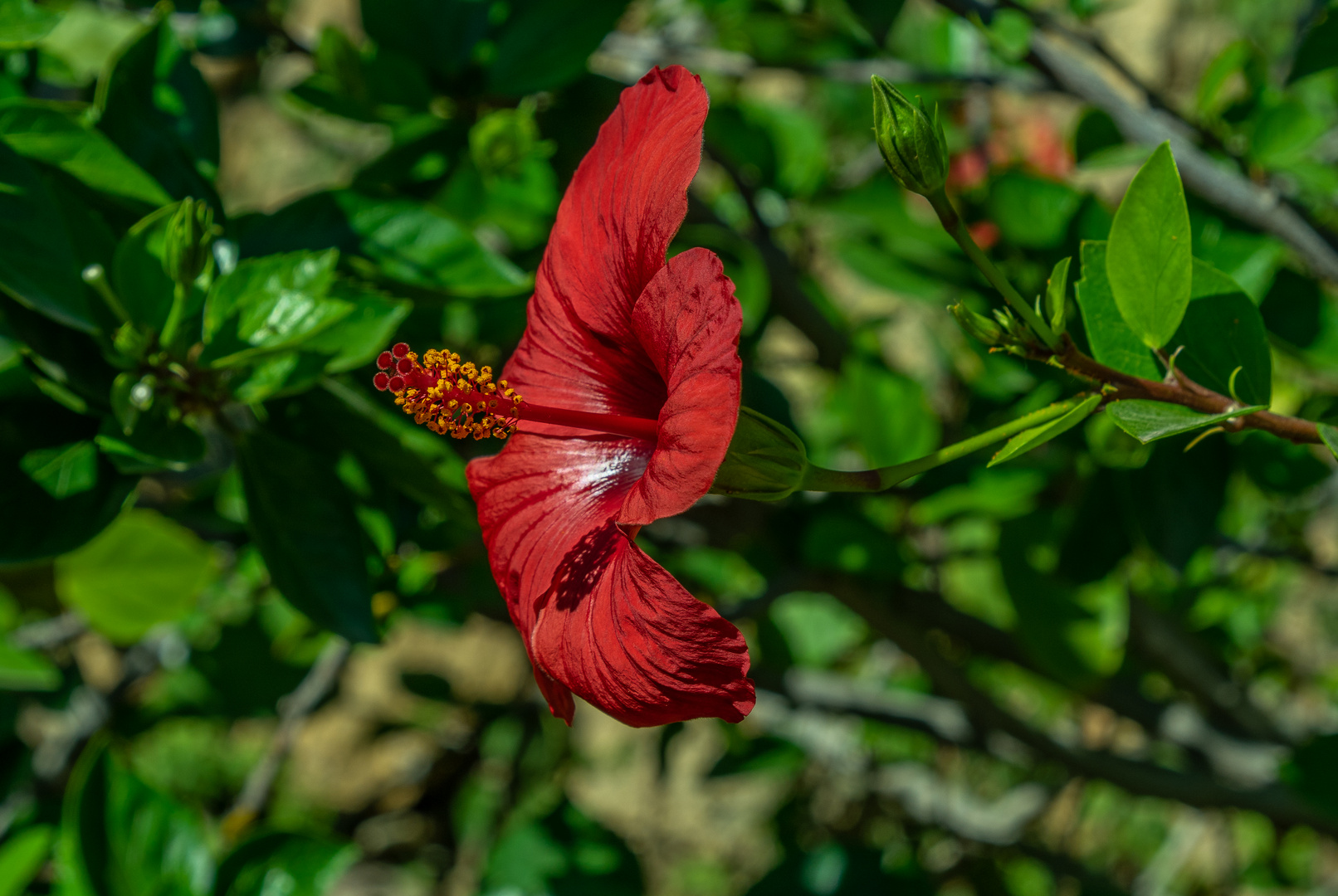 November-Blüte I  -  Barcelona