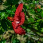 November-Blüte I  -  Barcelona