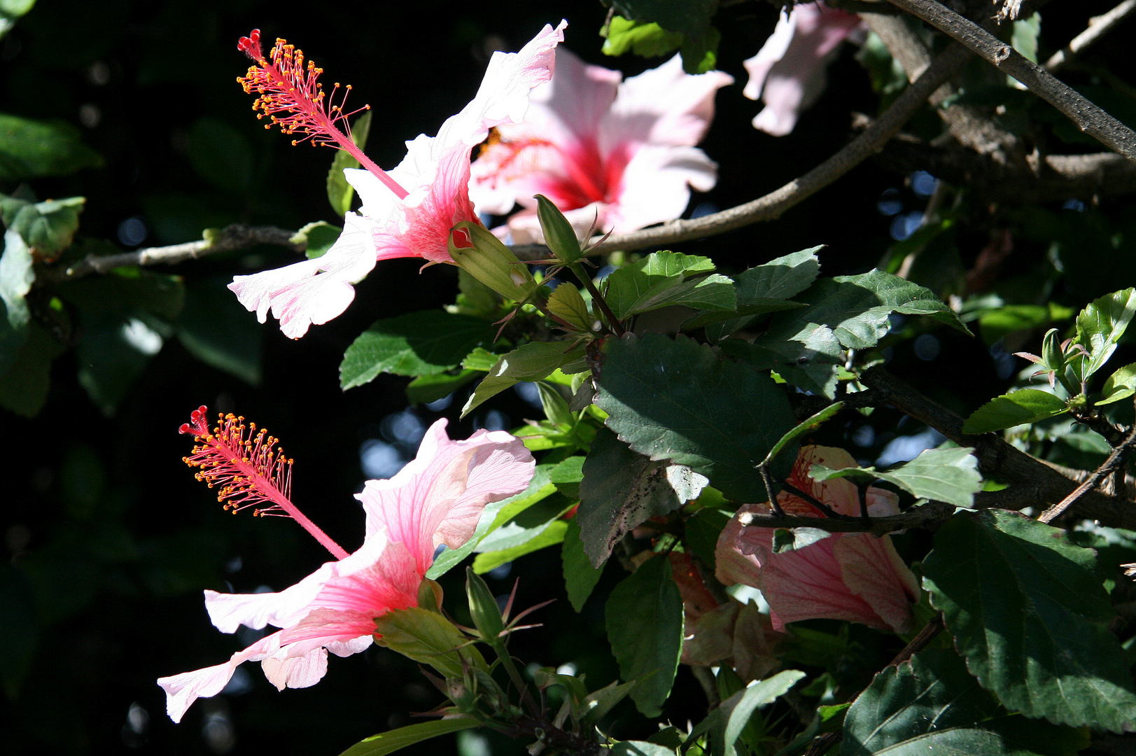 november-blüten auf teneriffe