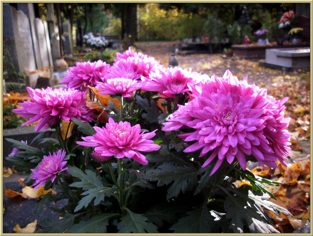 November cementary