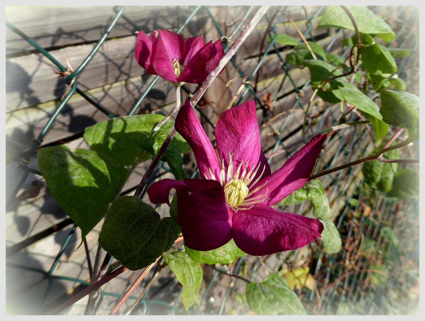 November-Clematis